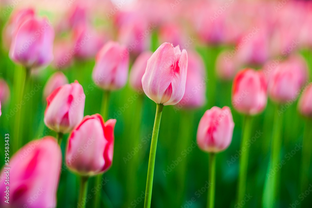 Bright pink tulips on a blurry green background. Flowerbed with spring flowers in the city Park. Blooming lawns at a seasonal festival. Plants for gift bouquets for a birthday, anniversary, wedding.