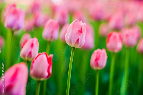 Bright pink tulips on a blurry green background. Flowerbed with spring flowers in the city Park. Blooming lawns at a seasonal festival. Plants for gift bouquets for a birthday, anniversary, wedding.