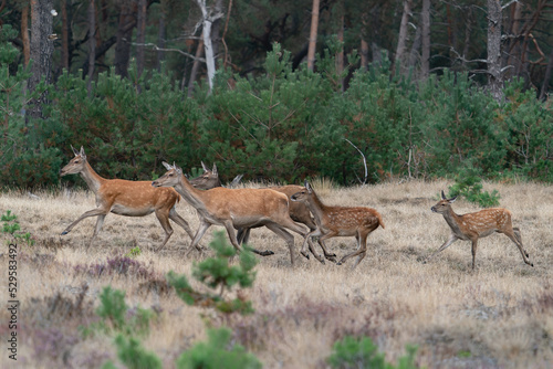 A group of Red deer (Cervus elaphus) in rutting season on the fields of National Park Hoge Veluwe in the Netherlands. Forest in the background.