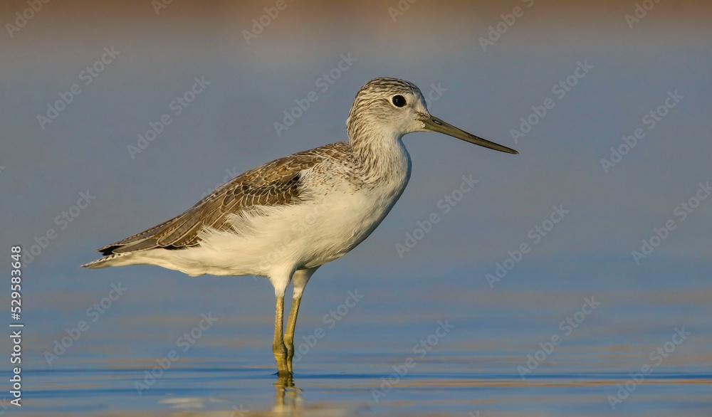 Common Greenshank (Tringa nebularia) is a wetland bird that lives in Africa, Europe and Asia. It usually feeds on fresh water. Common Greenshank (Tringa nebularia) is a wetland bird that lives in Africa, Europe and Asia. It usually feeds on fresh water.