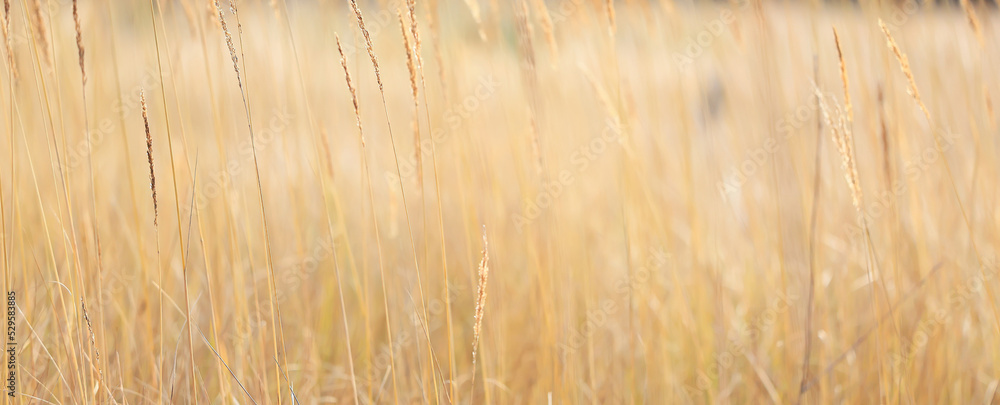 dry grass sun rays background wind nature landscape freedom dry grass sun rays background wind nature landscape freedom