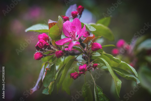 Large red Apple blossoms close up on a green blurred background. A branch of a garden flowering tree growing in a city Park during the spring days season.Fragrant petals of a fruit plant.