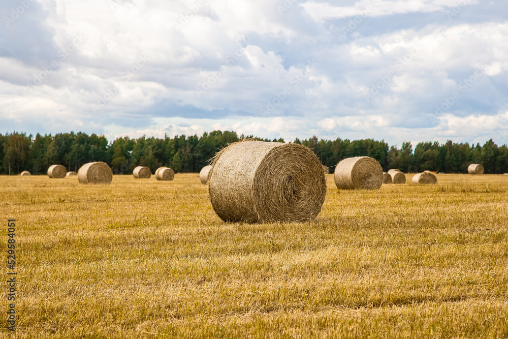 Large haystack. Harvesting and harvesting of hay. Mowing of fields with oblique and special agricultural machinery, combines. Work on collecting grass for animal consumption. August harvest.