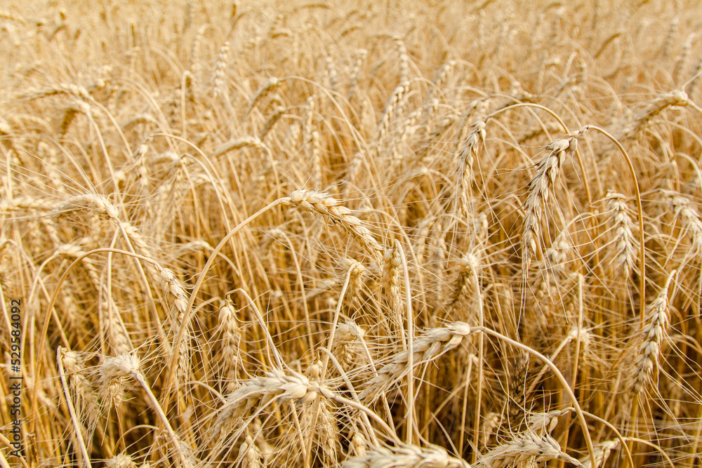 Wheat ear close-up on a yellow blurry background. The harvest is ripe in the fields. The world's leading grain crop. An ingredient for making bread, vodka, beer, pasta, flour. Food of Europe. Wheat ear close-up on a yellow blurry background. The harvest is ripe in the fields. The world's leading grain crop. An ingredient for making bread, vodka, beer, pasta, flour. Food of Europe.