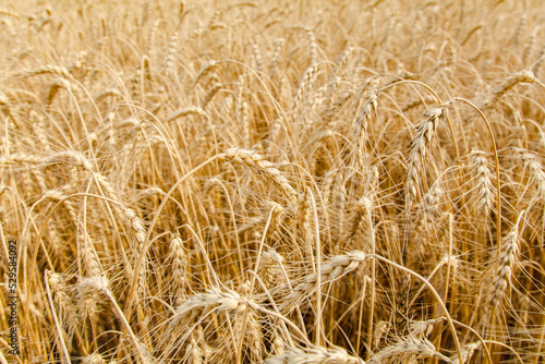 Wheat ear close-up on a yellow blurry background. The harvest is ripe in the fields. The world s leading grain crop. An ingredient for making bread  vodka  beer  pasta  flour. Food of Europe.