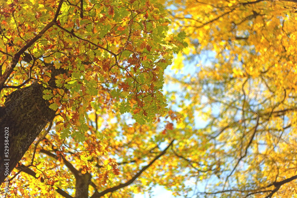 Yellow-orange leaves hang on an oak tree with a close-up view of the sky. Autumn is a bright season of holidays and natural beauty. The sun's rays break through the fading trees. October days. Yellow-orange leaves hang on an oak tree with a close-up view of the sky. Autumn is a bright season of holidays and natural beauty. The sun's rays break through the fading trees. October days.