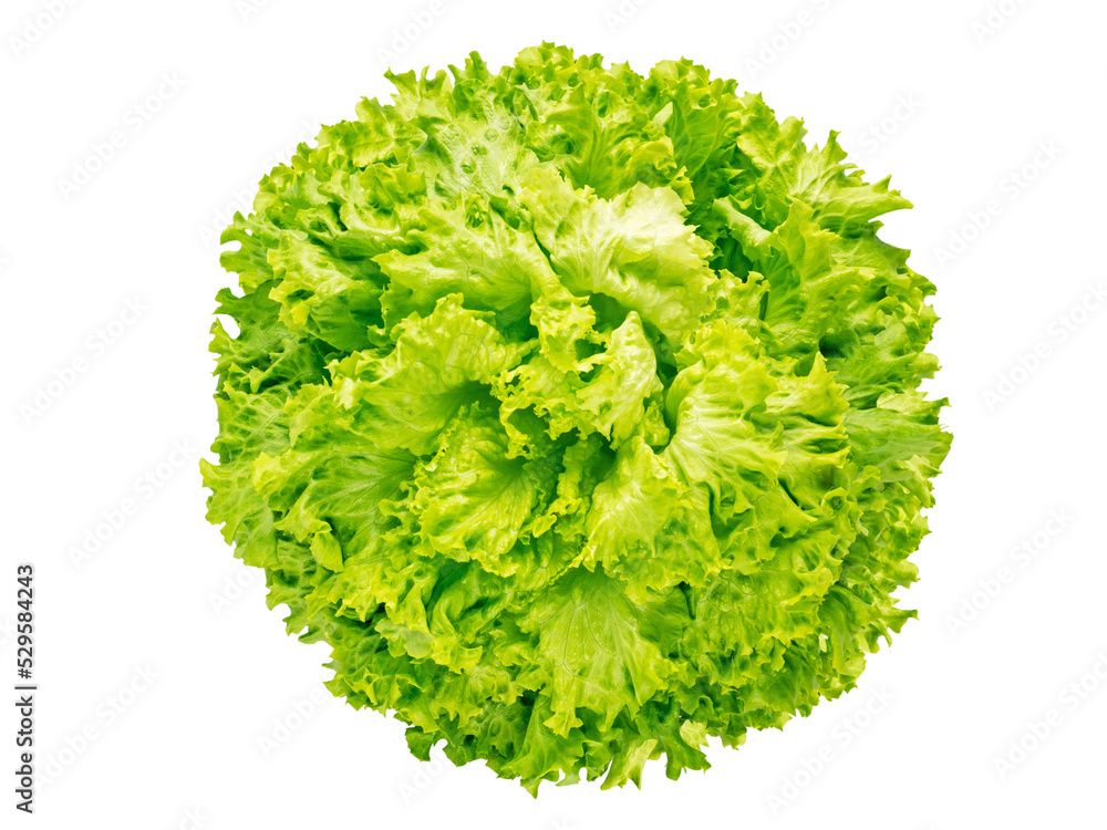 Batavia lettuce salad head isolated transparent png flatlay top view. Green leafy vegetable. French crisp variety. - obrazy, fototapety, plakaty 