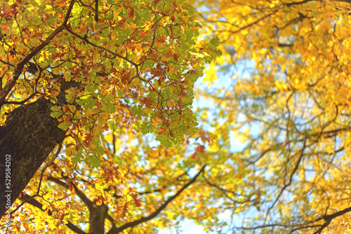 Yellow-orange leaves hang on an oak tree with a close-up view of the sky. Autumn is a bright season of holidays and natural beauty. The sun's rays break through the fading trees. October days.