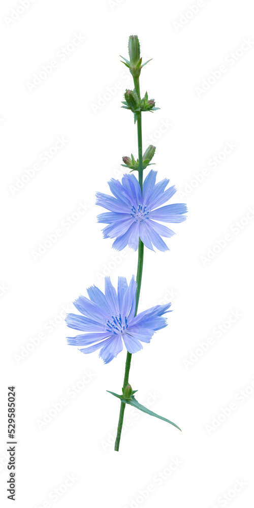 Chicory flowers isolated transparent png. Coffee substitute plant. - obrazy, fototapety, plakaty 