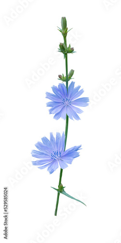 Chicory flowers isolated transparent png. Coffee substitute plant.