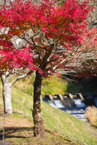 万之瀬川の秋 岩屋公園 