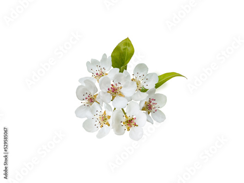 Apple tree flowers with leaves isolated transparent png. photo