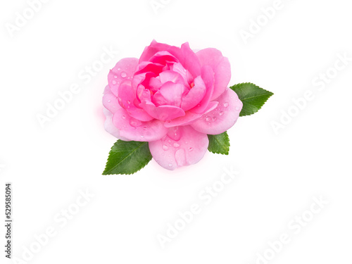 Bright pink rose flower with water drops isolated transparent png.