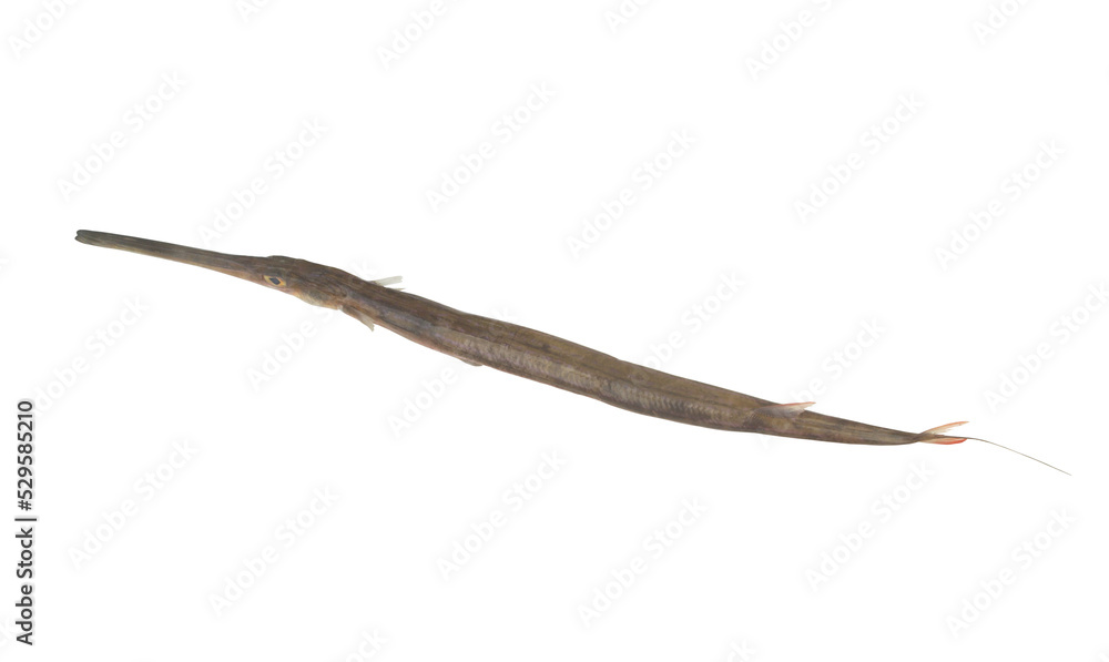 Whole trumpetfish isolated on white background Whole trumpetfish isolated on white background