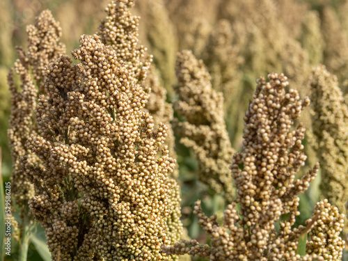 Bild auf Leinwand Sorghum close-up on the field, natural background