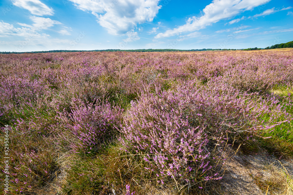 Obraz premium Heather landscape `
