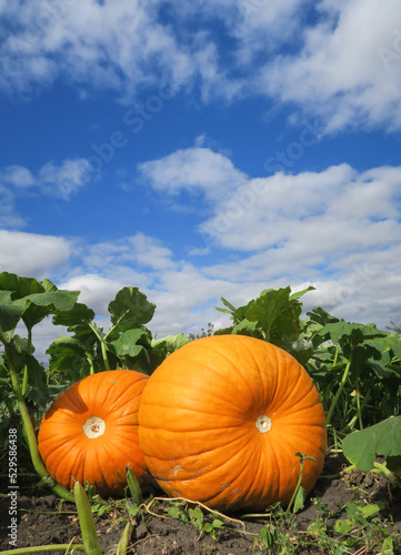 Three large orange pumpkins close-up lying on the ground. Green leaves and blue sky.