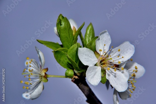 Prunus cerasifera flowers and tender leaves photo