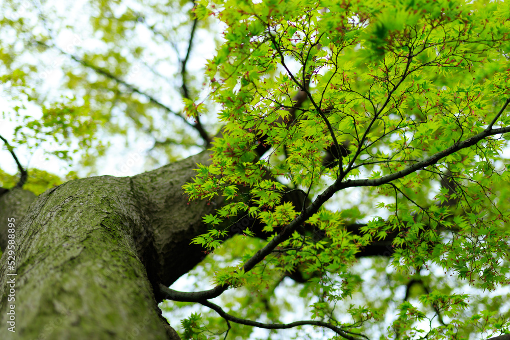 Obraz premium カエデ