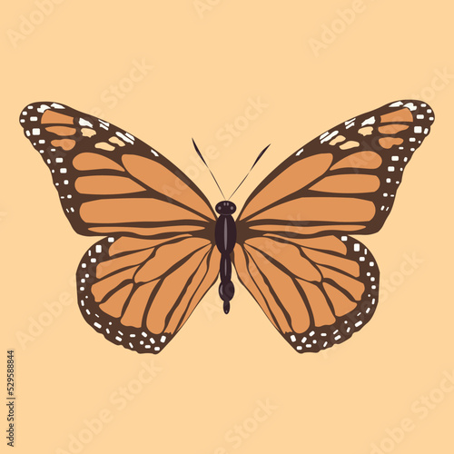butterfly illustration