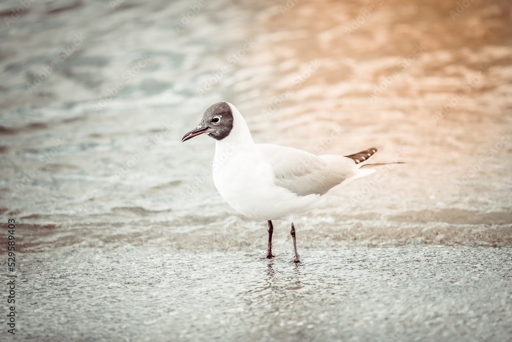 Fototapeta premium Seagull on the beach sea at bright sunny day
