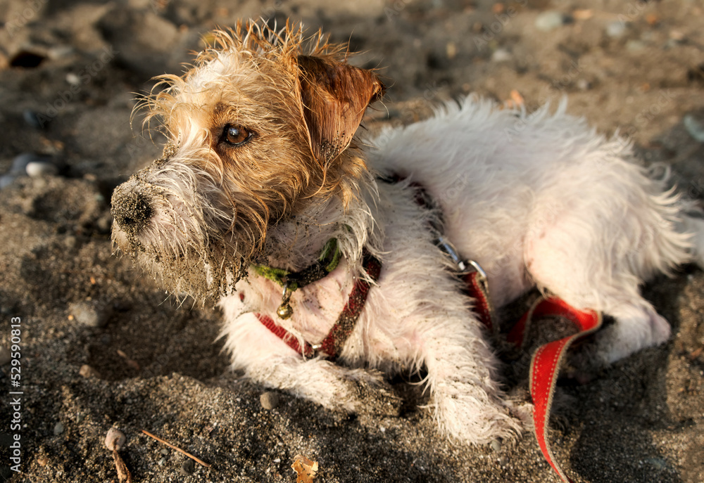 Jack russell fluffy hotsell