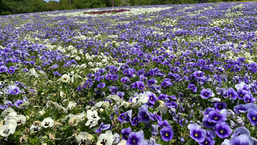 フラワーパークにて綺麗な花畑