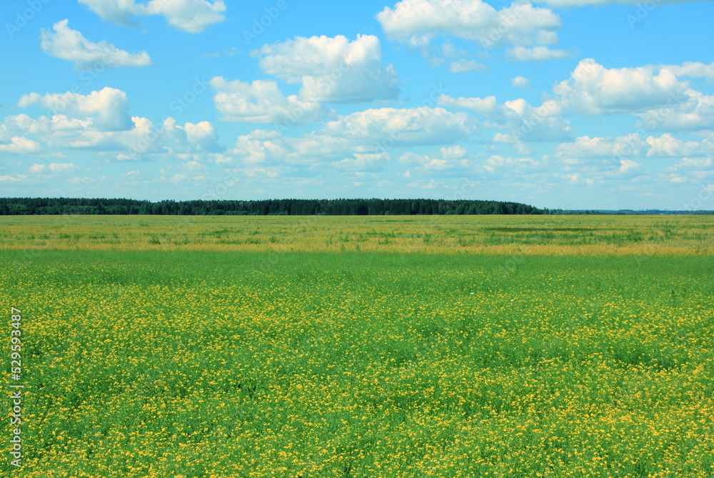 View of a blooming rapeseed field and forest in the background on a sunny summer day.