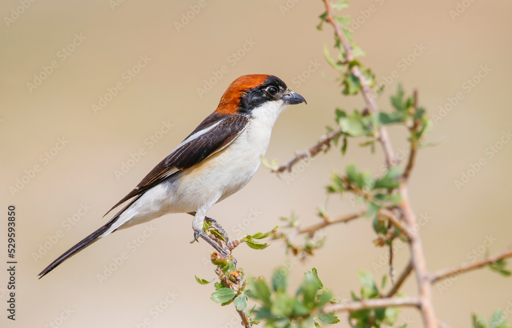 Woodchat Shrike (Lanius senator) is a carnivorous bird that feeds on small birds, lizards and field mice. It is also a songbird. Woodchat Shrike (Lanius senator) is a carnivorous bird that feeds on small birds, lizards and field mice. It is also a songbird.