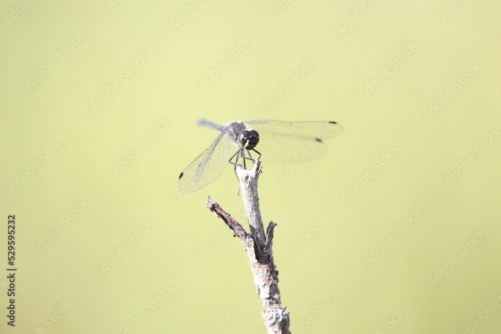 black darter sitting on a wooden perch in the sun black darter sitting on a wooden perch in the sun