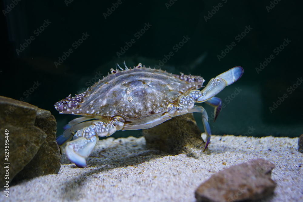 水中のガザミ 水中のガザミ