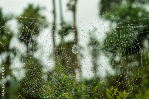 Spiders build webs specifically to trap and catch insects to eat. They are made up of silk, natural fibre and protein. Here is a wet spider web in a rainy day forming a beautiful background.