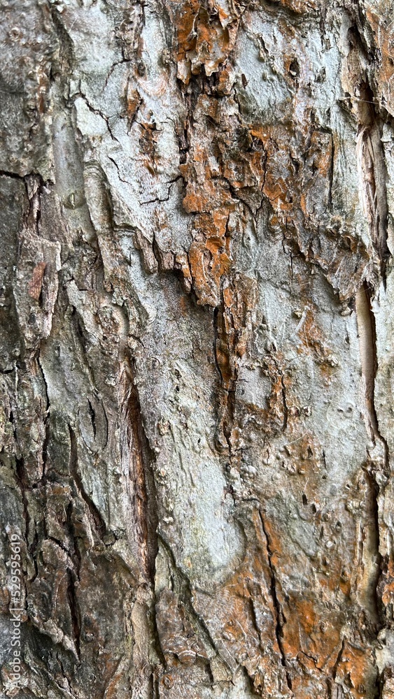 Fototapeta premium bark of a tree