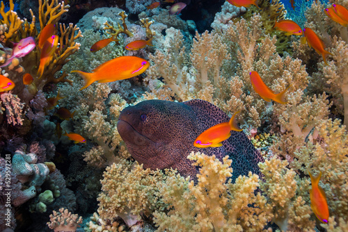 A Giant moray eel (Gymnothorax javanicus) in the coral reef with its head sticking out surrounded with soft coral and bright orange anthia fish or sea goldies