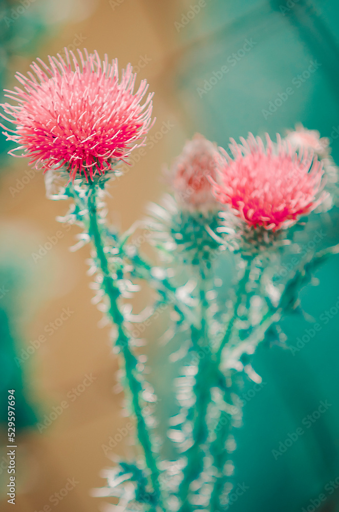 Cirsium vulgare (also known as spear thistle, bull thistle, or common thistle). Vertical toned photograph. Cirsium vulgare (also known as spear thistle, bull thistle, or common thistle). Vertical toned photograph.