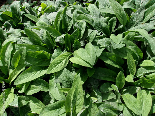 bright green leaves. an ornamental plant. rabbit ears.