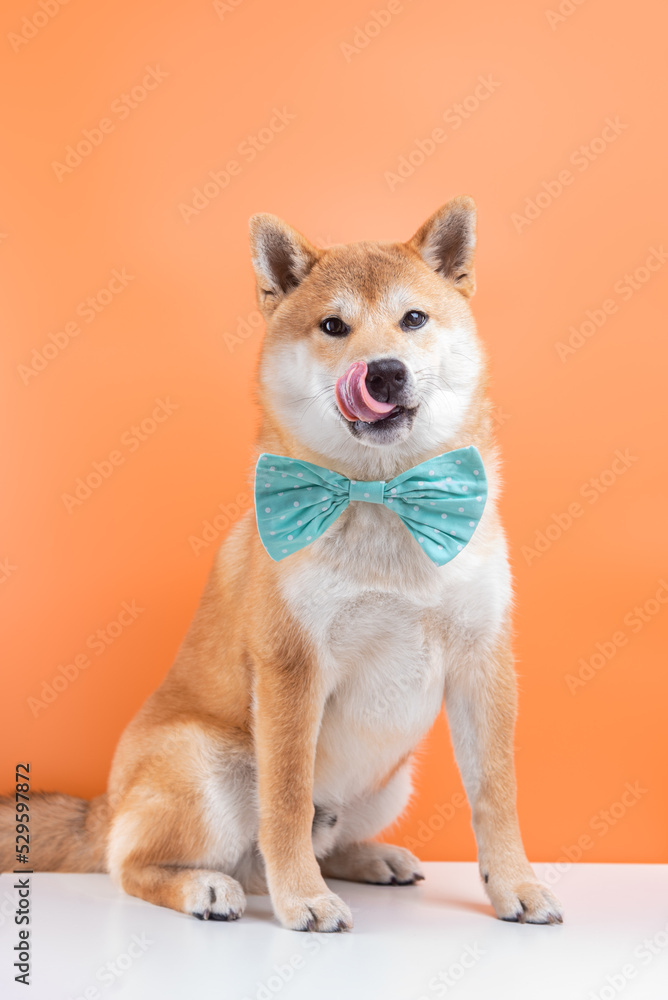 Portrait of shiba inu 5 month old puppy on orange background. Dog is wearing bow tie.