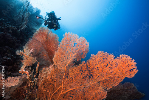 Fototapeta A Giant sea fan (Anella mollis) with a scuba diver in the background holding a c