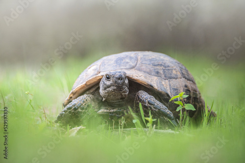 A lovely turtle is resting on green grass photo