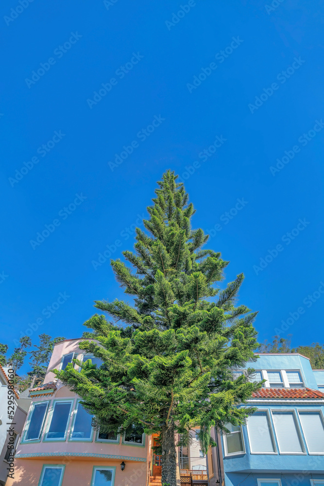 San Francisco neighborhood with houses and pine tree against cloudless blue sky
