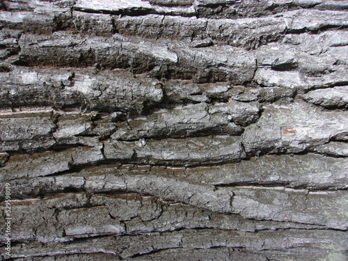 the texture of an old tree. grey oak bark.