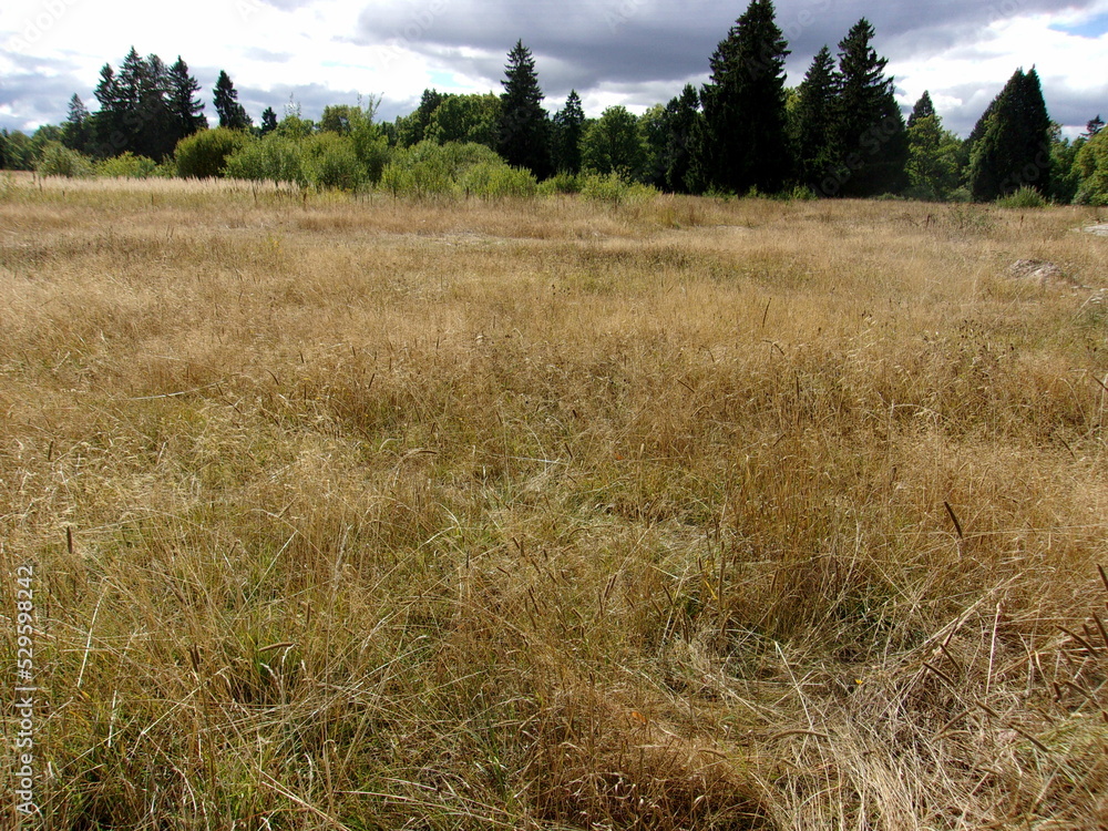 Fototapeta premium autumn field. yellow meadow. photo wallpapers.