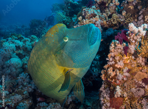 A large Napoleon wrasse  Cheilinus undulatus  fish swimming over the reef with a hump on its forehead and yellow gold and green coloration