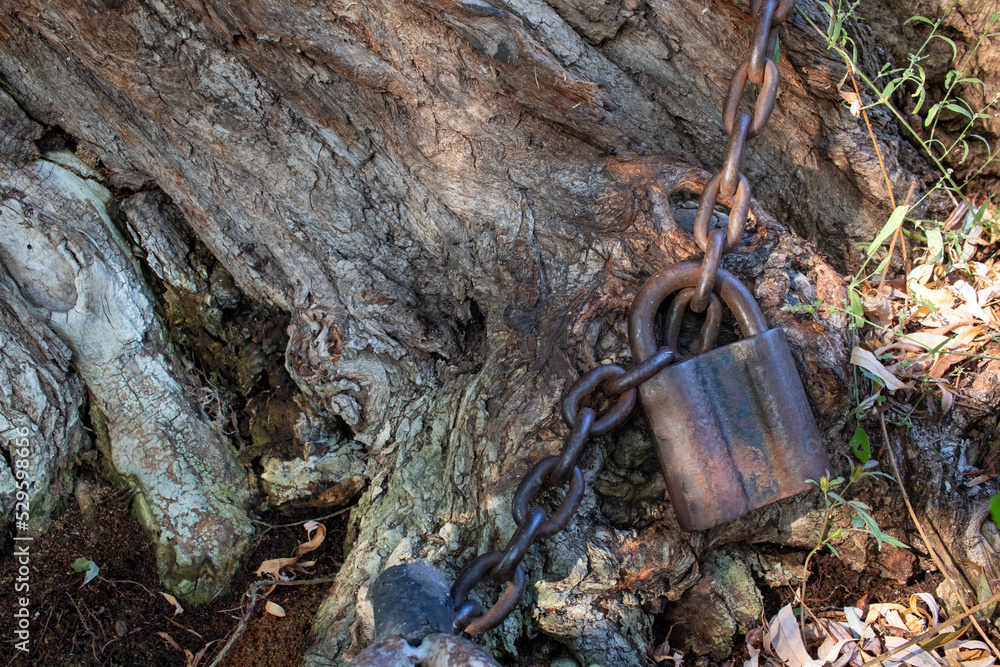 Fototapeta premium Old padlock on a chain. Tree, tied in chains. Rusty chain wrapped around tree and the padlock on the large tree trunk background. Crust and metal chain texture. 