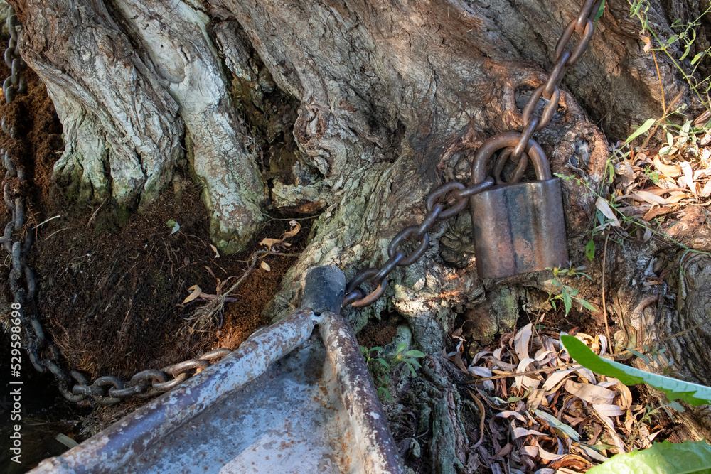 Fototapeta premium Аishing boat tied to a tree with a chain. Old padlock on a chain. Rusty chain wrapped around tree and the padlock on the large tree trunk background. Crust and metal chain texture