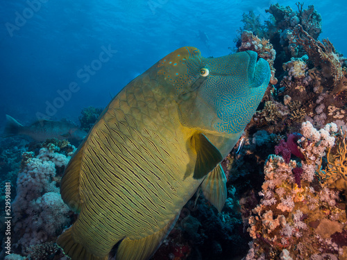 Photography A large Napoleon wrasse (Cheilinus undulatus) fish swimming over the reef with a