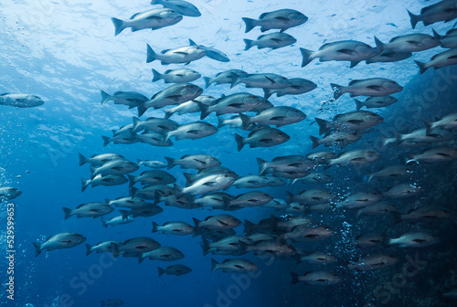 A large school of Twinspot snapper fish  Lutjanus bohar  reddish grey body with darker fins