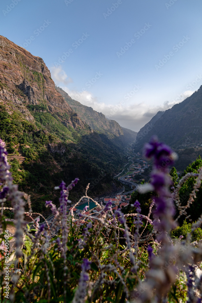 Fototapeta premium flowers in the mountain