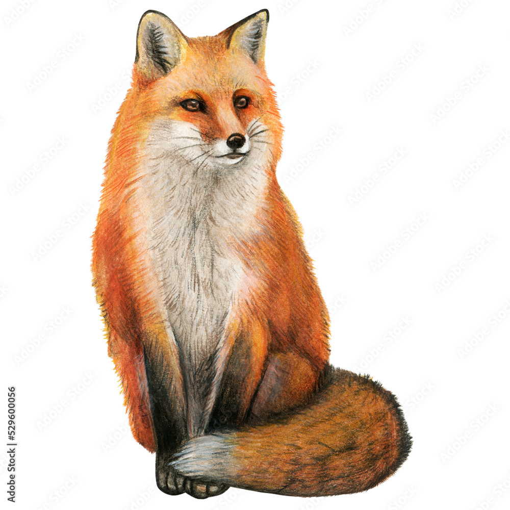 Fototapeta premium Watercolor realistic red fox