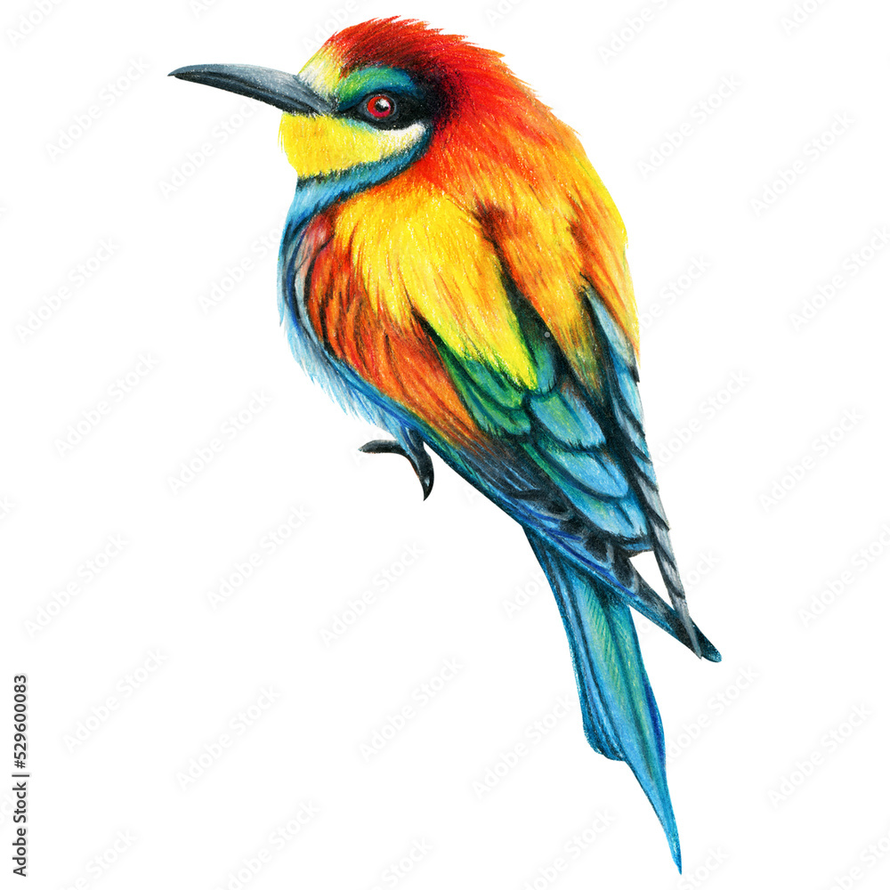 Fototapeta premium Bee Eater hand drawn bird watercolor colored pencils